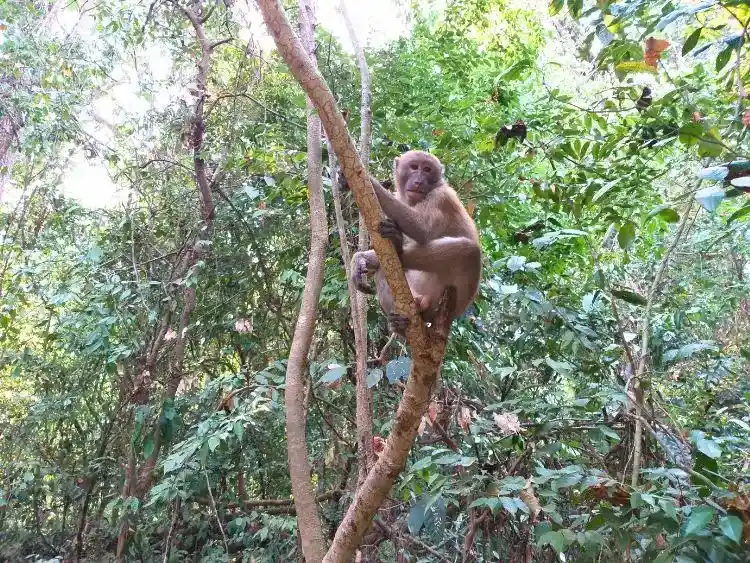 Wildlife