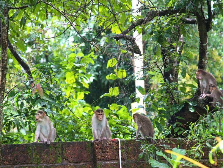 Scenic Kinabatangan Wildlife River Cruise Tour from Sandakan
