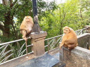 Wildlife Adventure