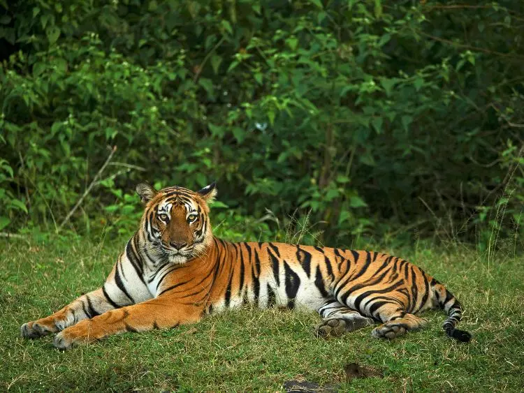 Satkhira